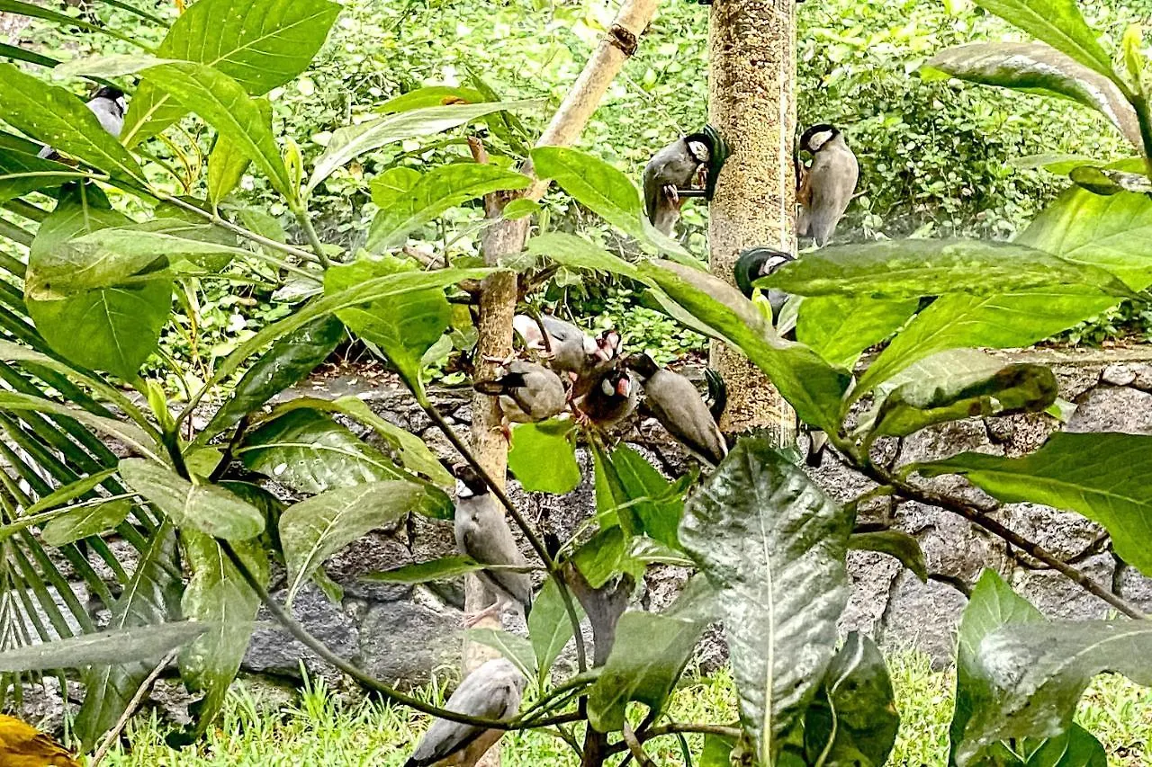 아파트 Keauhou Paradise At Mauna Loa Village #10 카일루아 코나 미국